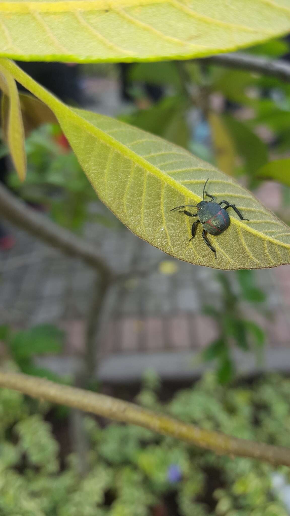 Image of Stink bug