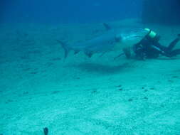 Image of Bull Shark