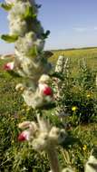 Sivun Phlomoides laciniata (L.) Kamelin & Makhm. kuva