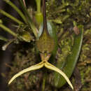 Image de Bulbophyllum tricanaliferum J. J. Sm.