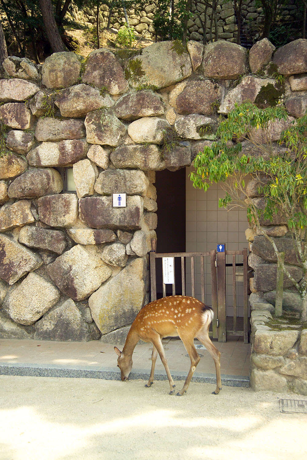 Sivun Japaninhirvi kuva