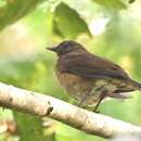 Turdus hauxwelli Lawrence 1869的圖片