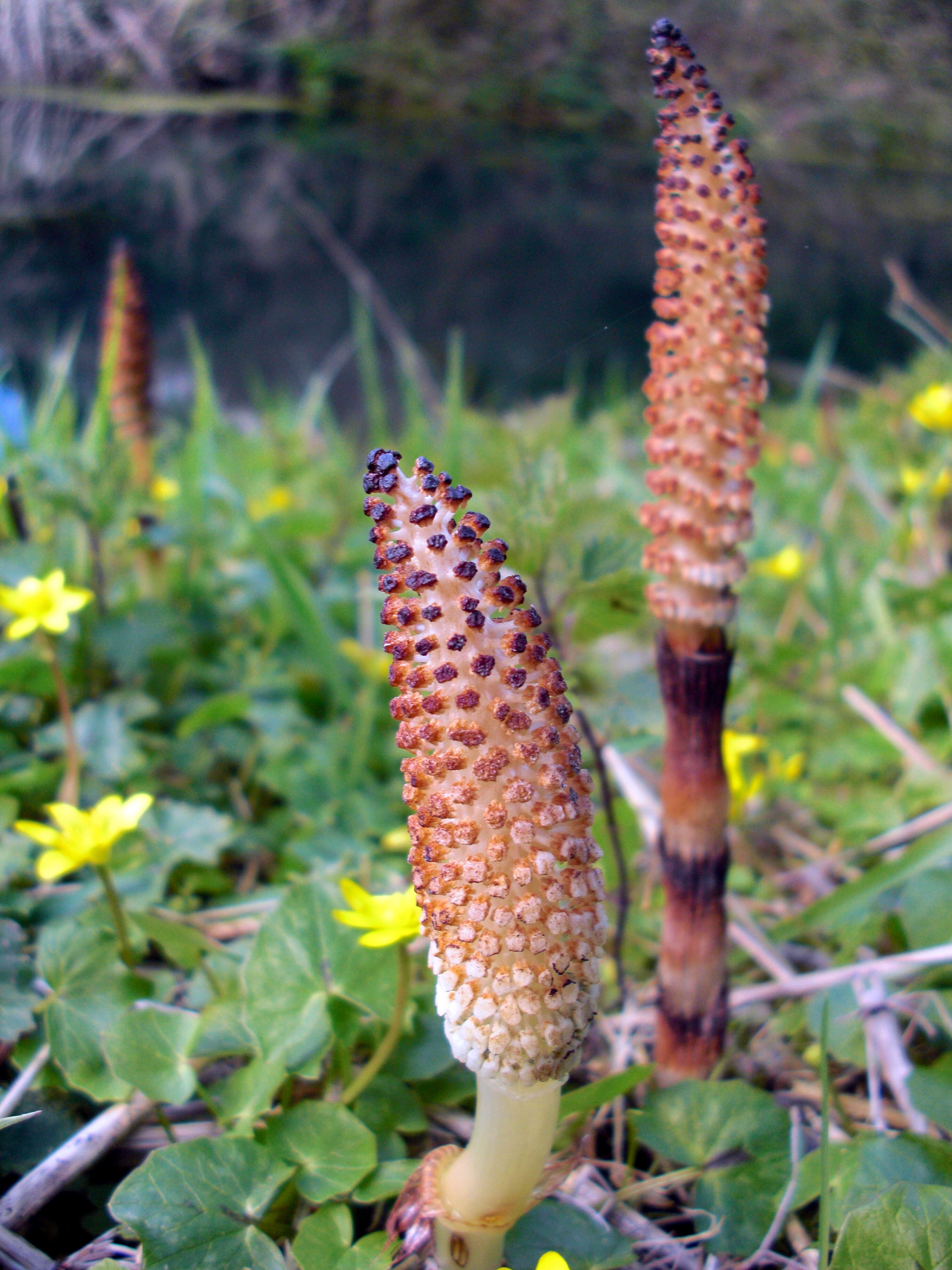 Image of Great Horsetail