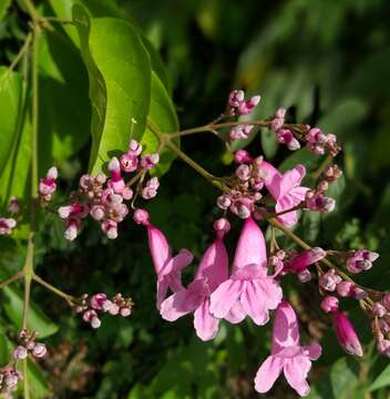 Image of Fridericia patellifera (Schltdl.) L. G. Lohmann