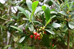 Plancia ëd Psychotria erythrocarpa Schltdl.