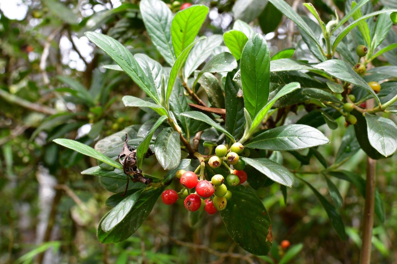 Plancia ëd Psychotria erythrocarpa Schltdl.