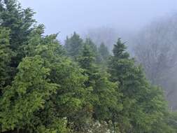 Image of Carolina Hemlock