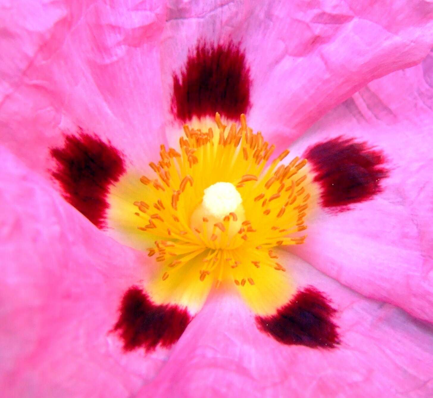 Image of Cistus × purpureus