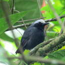 Image of White-browed Antbird