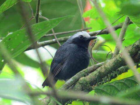 Image of White-browed Antbird