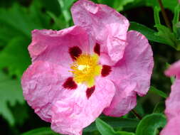 Image of Cistus × purpureus