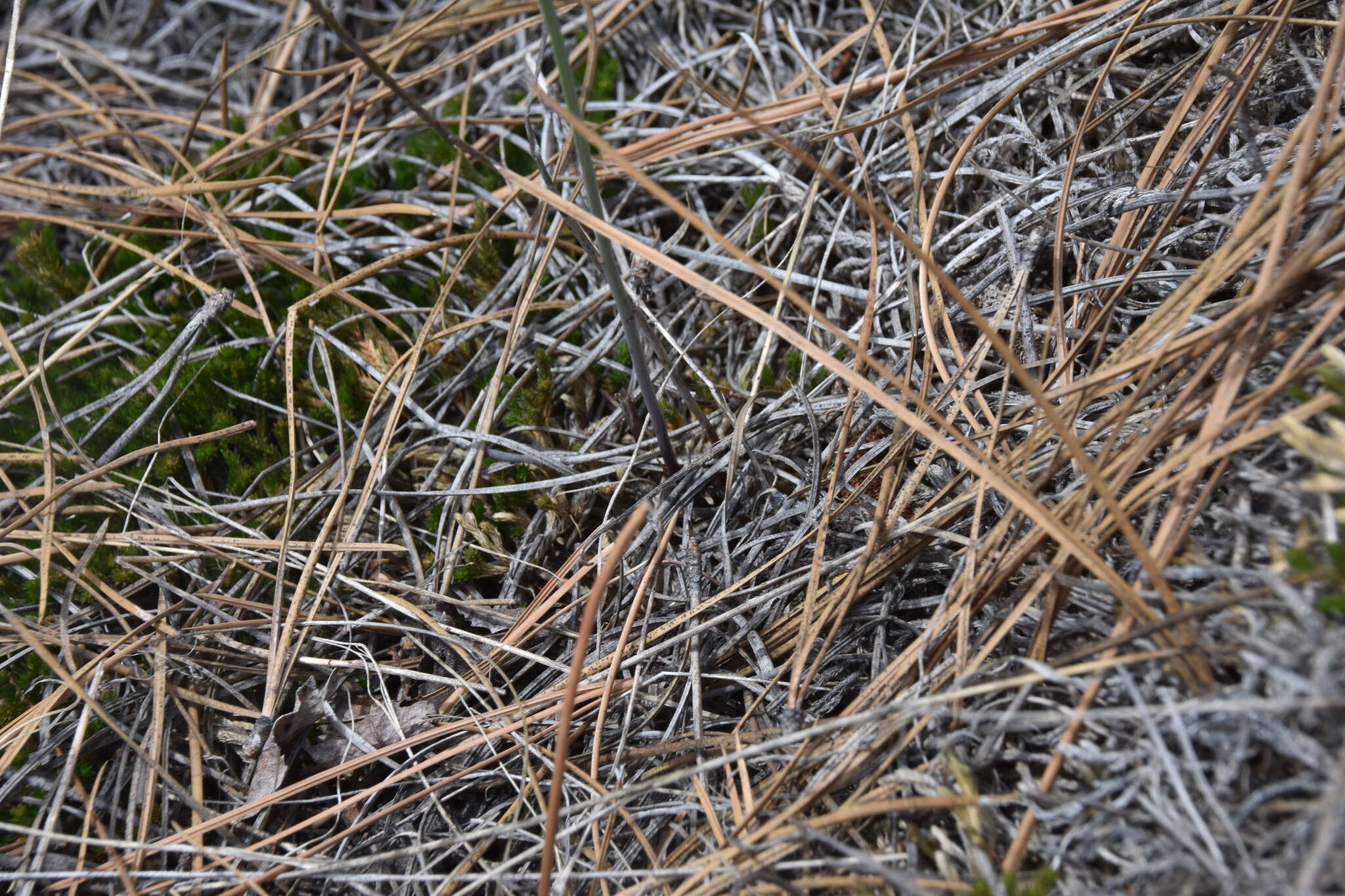 Image of flaxleaf plainsmustard