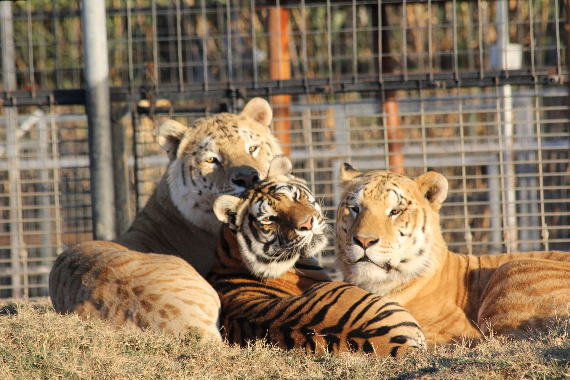 Image of Panthera leo × Panthera tigris