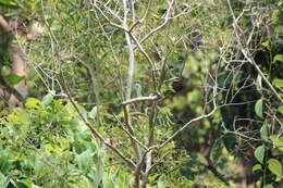 Image of Blue-throated Bee-eater