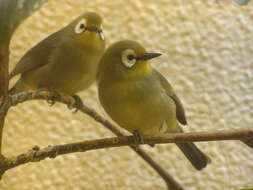 Image of Kikuyu White-eye