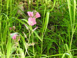 Imagem de Sidalcea neomexicana A. Gray