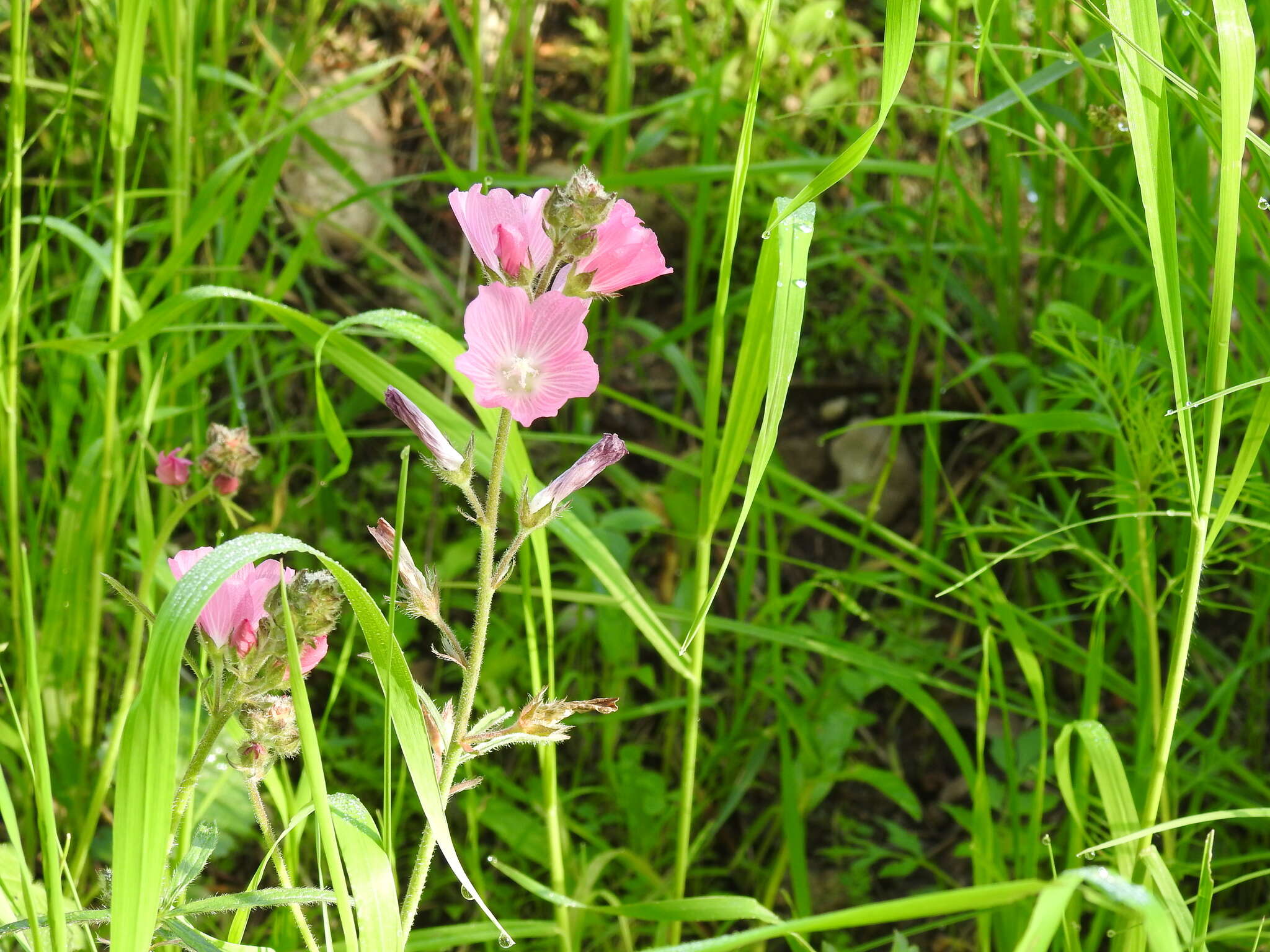 Image of salt spring checkerbloom