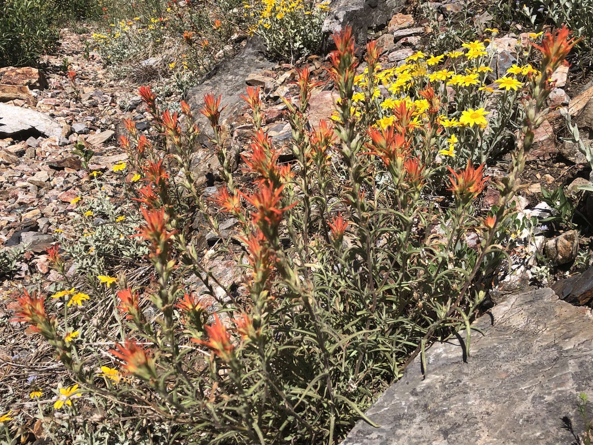 Слика од Castilleja pruinosa Fern.