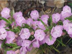 Image of Cumberland false rosemary