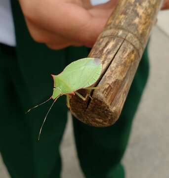 Image of Chlorocoris