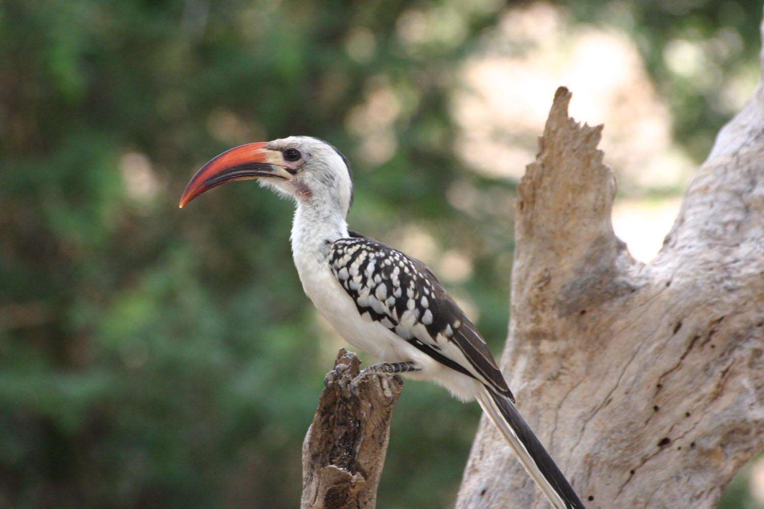 Image of Northern Red-billed Hornbill