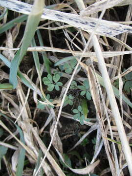 Image of Leptopyrum fumarioides (L.) Rchb.