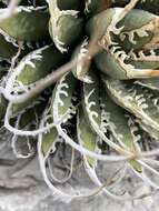 Image of Utah agave