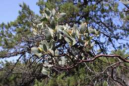 Arctostaphylos viscida subsp. pulchella (T. J. Howell) P. V. Wells resmi