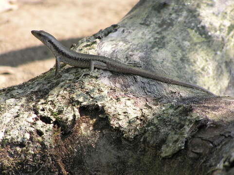 Image of Burgers' Emo Skink