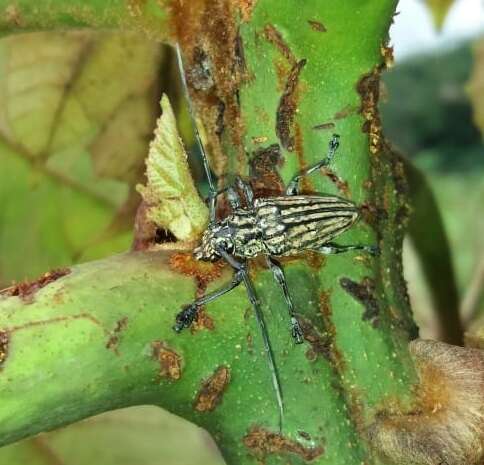 Steirastoma histrionicum White 1855的圖片