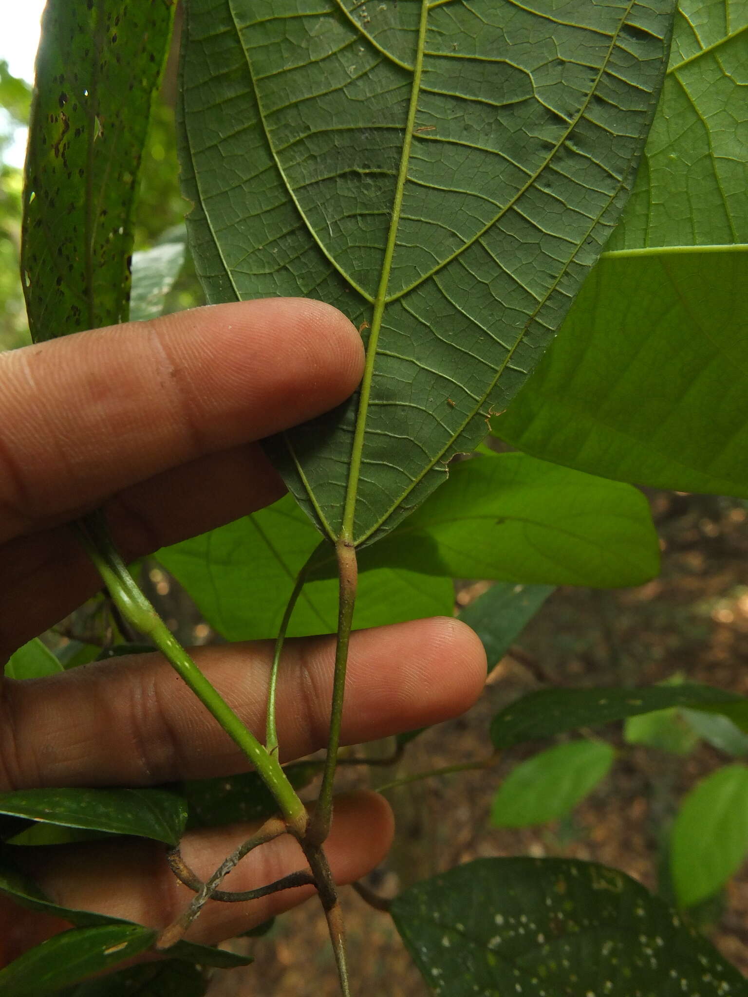 Image of Mallotus rhamnifolius (Willd.) Müll. Arg.