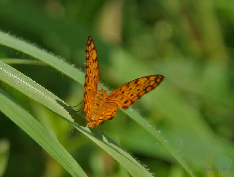 Image de Phalanta phalantha Drury 1773