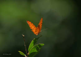 Image of Common Leopard