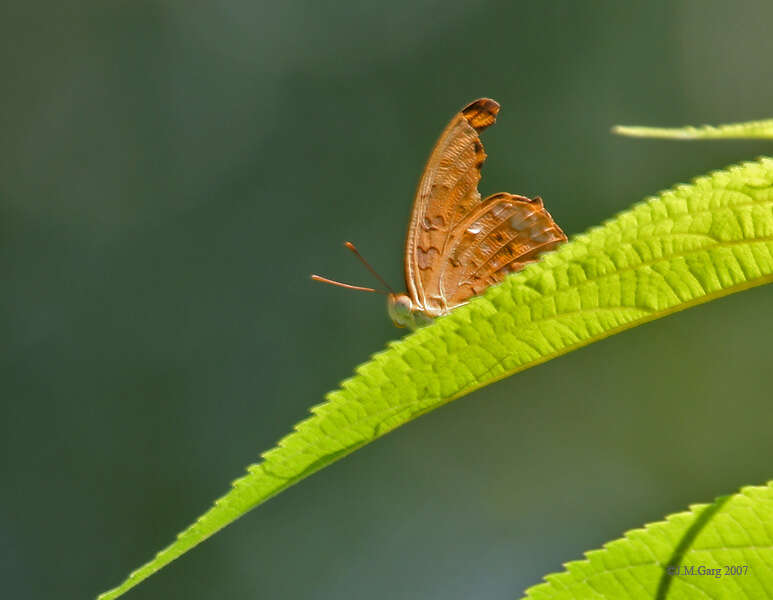 Image of Common Leopard