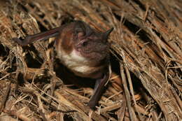 Image of Madagascar White-bellied Free-tailed Bat,