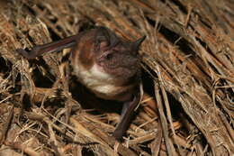 Imagem de Mops leucostigma (G. M. Allen 1918)