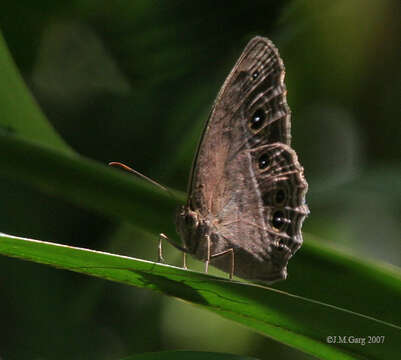 Imagem de Mycalesis mineus Linnaeus 1858