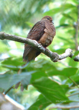 Imagem de Macropygia amboinensis (Linnaeus 1766)