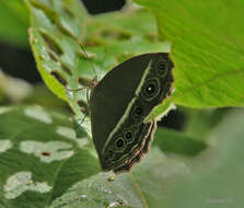 Imagem de Mycalesis mineus Linnaeus 1858