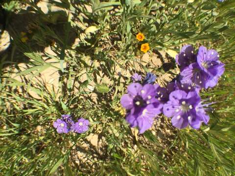 Phacelia ciliata Benth.的圖片