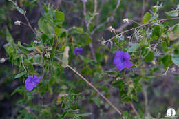 صورة Ruellia californica (Rose) I. M. Johnston