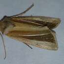 Image of White-streaked Looper Moth