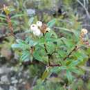 Image of Gaultheria hispida R. Br.