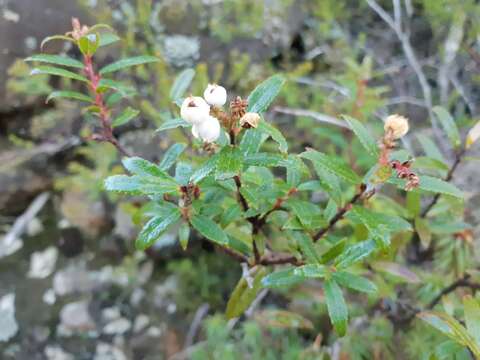 Imagem de Gaultheria hispida R. Br.