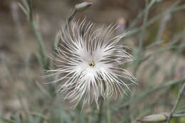 Image of hairy carnation