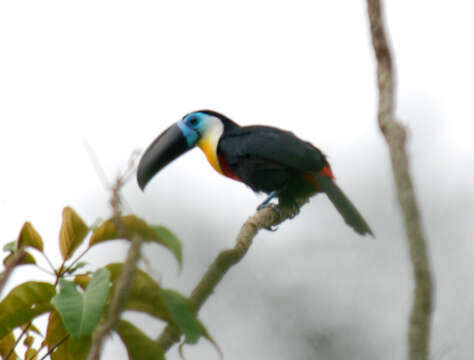 Image de Toucan ariel