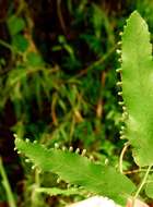 Image of maidenhair creeper