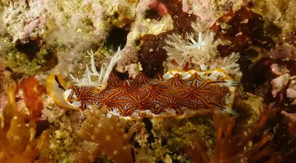 Image of Orange edged ridged black slug