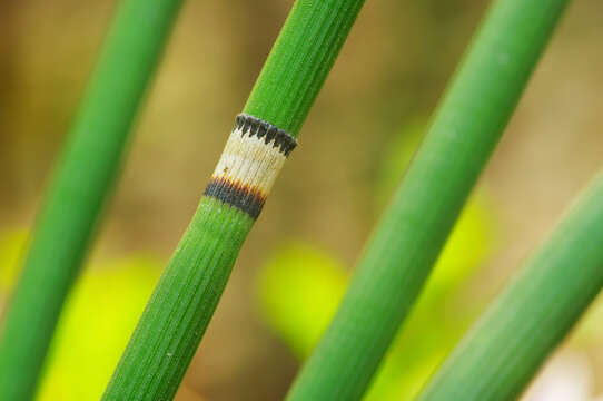 Image of Common Scouring-Rush