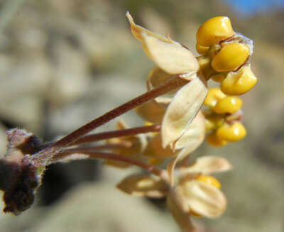 Image of whitestem milkweed